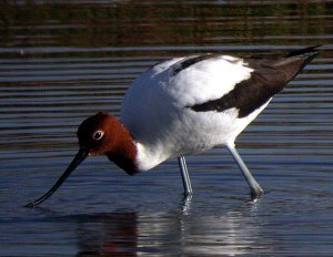 red-necked avocet feeding