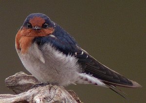 welcome swallow taking a rest