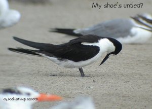 My Shoe's Untied?