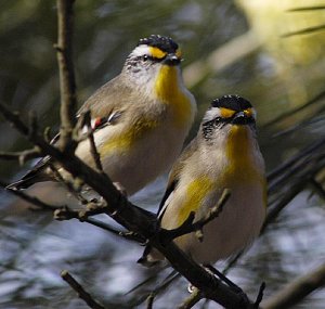 pair of striated pardalotes