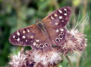 Speckled Wood