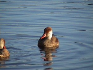 Red crested pochard