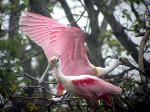 Roseate Spoonbill - Flashing color