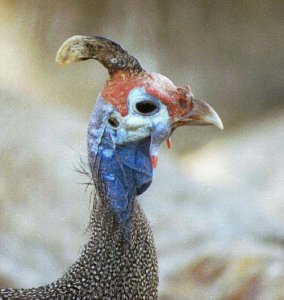 Guinea Fowl