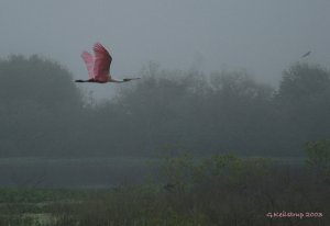 Spoonbill in early morning mist