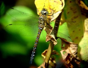 Migrant Hawker, Immature Female