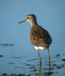 Wood Sandpiper