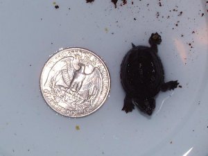 Tiny Mud Turtle