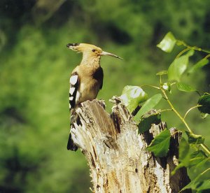 Hoopoe