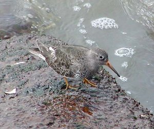 Purple Sandpiper