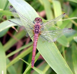 Common Darter in poor health !