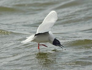 Little Gull