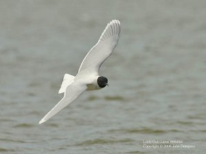 Little Gull