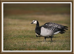 Barnacle Goose