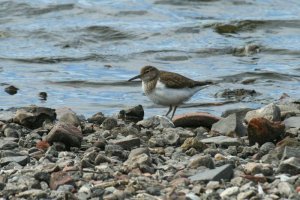 Common Sandpiper