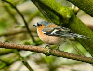 Chaffinch