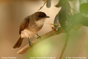 Swamp Flycatcher