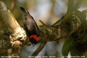 Red-headed Malimbe