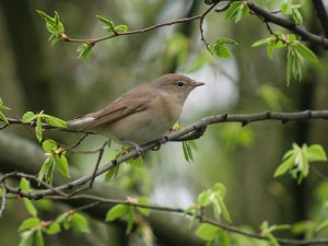 garden warbler