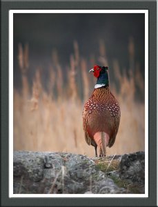 Reed Pheasant