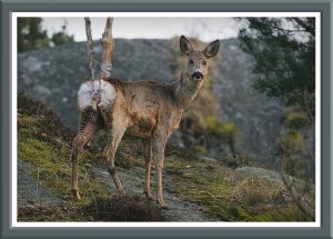 Scruffy Roe Deer