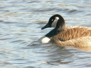 Canada Goose