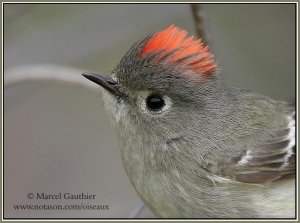 Kinglets, Trushes & allies serie : Ruby-crowned Kinglet 2