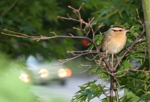 Worm-Eating Warbler in Charlotte