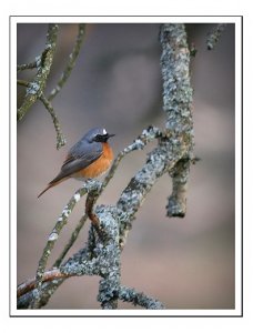 Redstart male