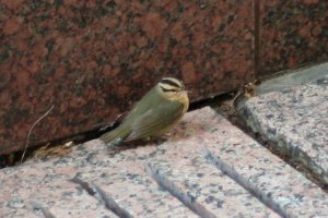 Charlotte Worm Eating Warbler