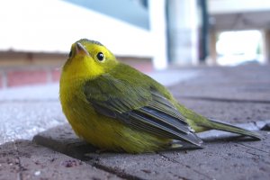 Pooped-out Wilson's Warbler