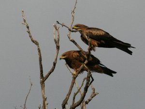 Black Kite