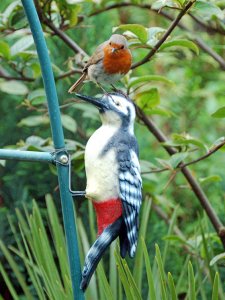 Robin & Gt Spotted Woodpecker