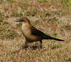 Boat-tailed Grackle female