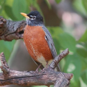 American Robin