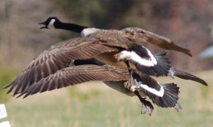 Tight Formation Flying