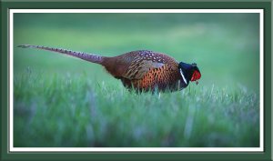 Pheasant On Green