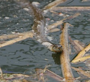 Grass Snake