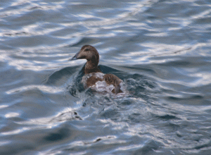 Female Eider