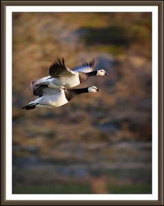 Barnacle Geese