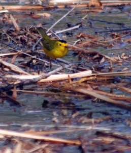 Male Wilson's Warbler