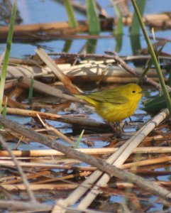 Yellow Warbler