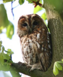 Tawny Owl