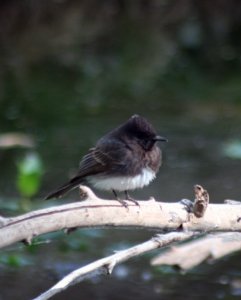 Black Phoebe