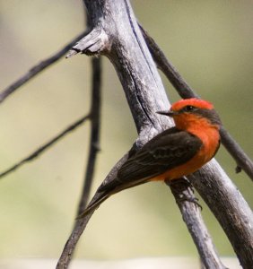 Vermillion Flycatcher