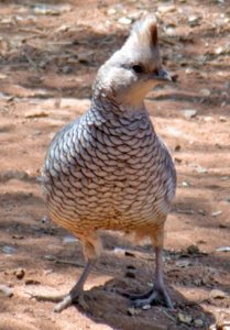 scaled quail