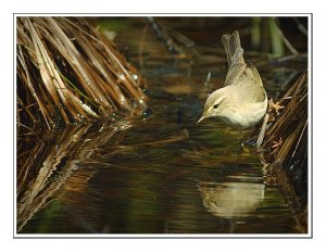 Willow Warbler