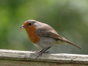 With Mouths to Feed