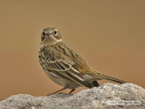 Meadow Pipit