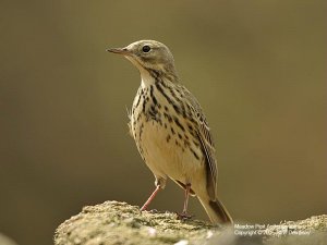 Meadow Pipit